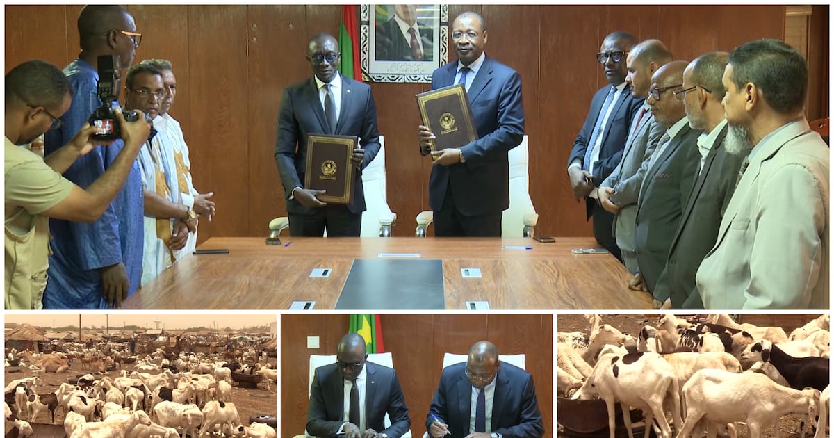 Mauritania boosts sheep supply to Senegal for tabaski amidst west africa security challenges