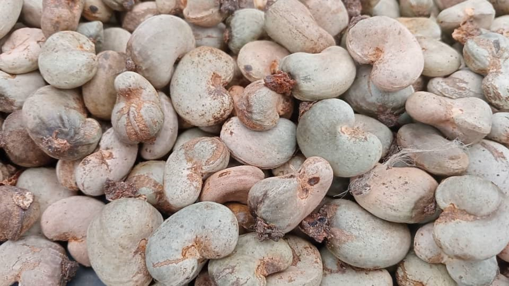 Poor cashew harvests in Côte d'Ivoire linked to erratic rainfall and outdated farming techniques