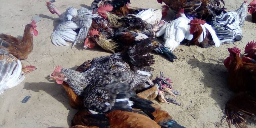 Ati market stall with poultry cages